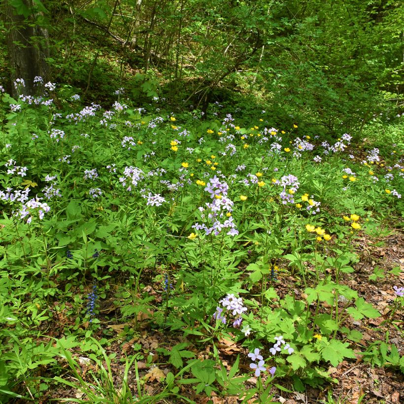 Cardamine bulbifera - Dentaria minore (Porto)