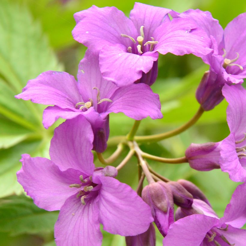 Cardamine pentaphyllos - Dentaria a cinque foglie (Fioritura)