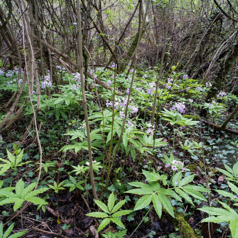 Cardamine pentaphyllos - Dentaria a cinque foglie (Porto)