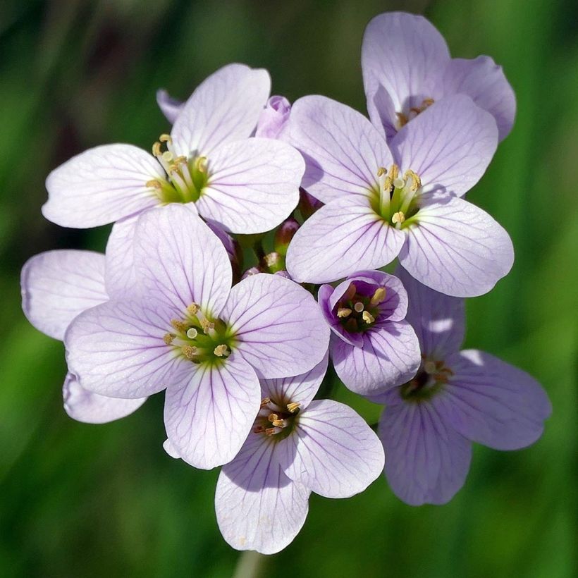 Cardamine pratensis - Billeri dei prati (Fioritura)