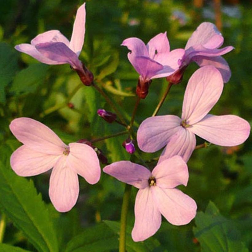 Cardamine quinquefolia - Dentaria a cinque foglie (Fioritura)