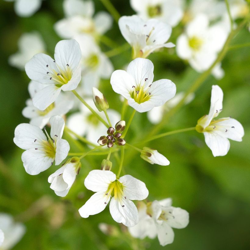 Cardamine yezoensis - Dentaria (Fioritura)