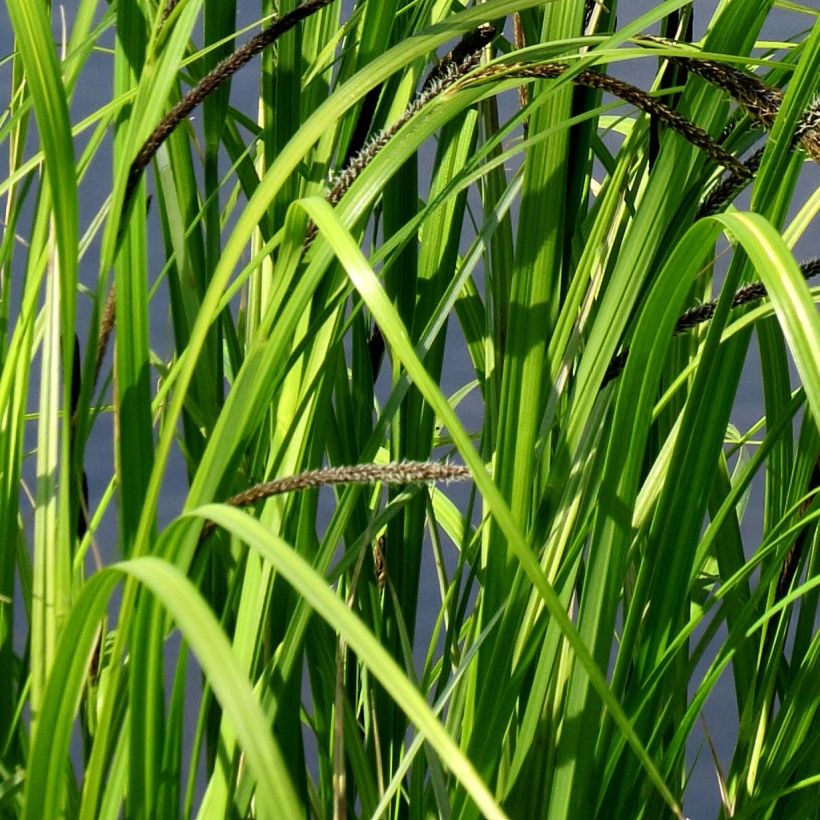 Carex acutiformis - Carice tagliente (Fogliame)