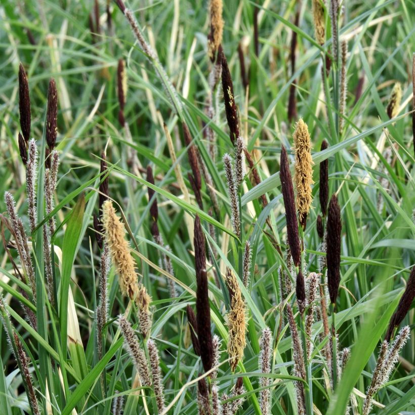 Carex acutiformis - Carice tagliente (Fioritura)