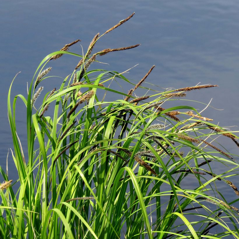 Carex acutiformis - Carice tagliente (Porto)