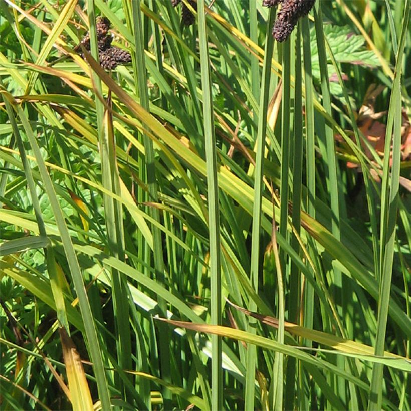 Carex atrata - Carice abbronzata (Fogliame)