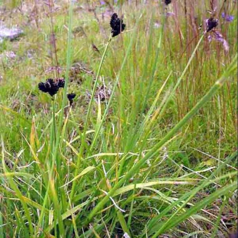 Carex atrata - Carice abbronzata (Porto)