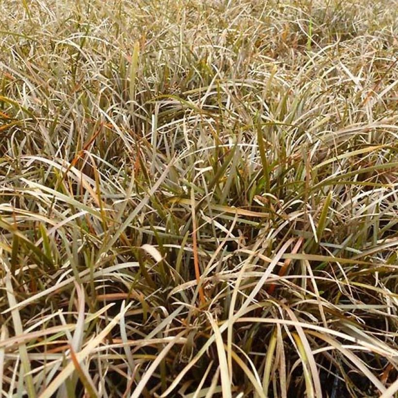 Carex berggrenii (Fogliame)