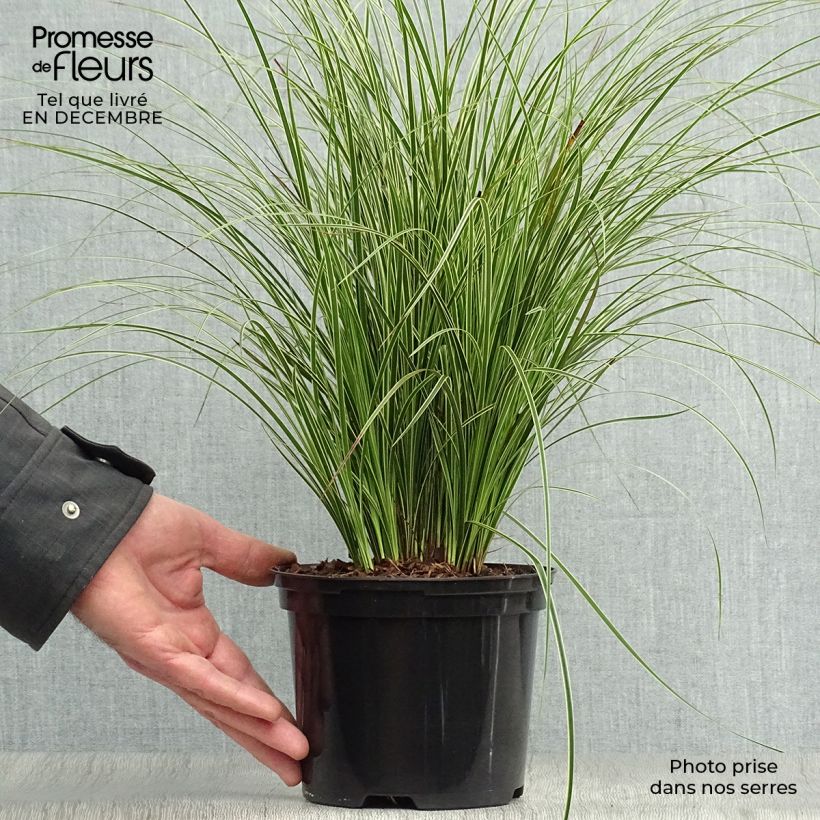 Carex brunnea Variegata - Laîche - Pot de 2L/3L esemplare consegnato in inverno