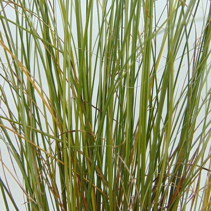 Carex buchananii Viridis - Carice di Buchanan (Fogliame)