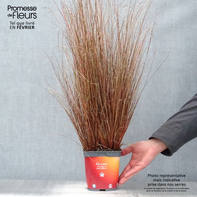 Carex buchananii en pot de 2L/3L esemplare consegnato in inverno