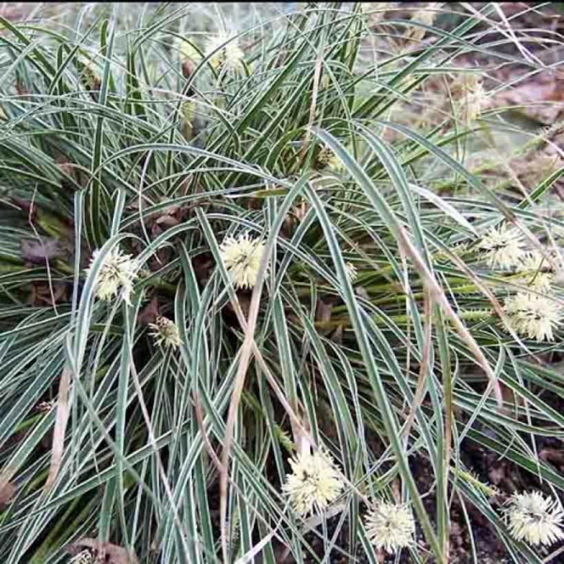 Carex conica Snowline (Porto)