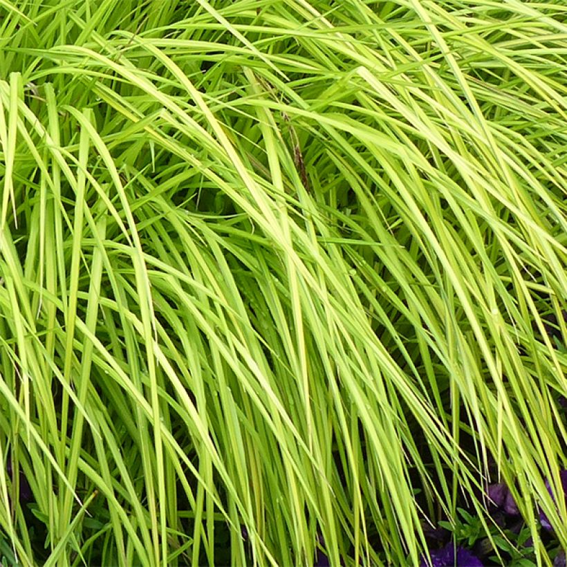 Carex elata Aurea (Fogliame)