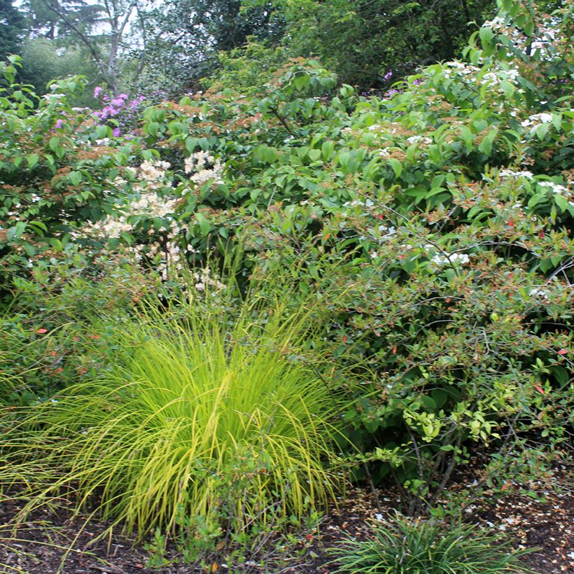 Carex elata Aurea (Porto)