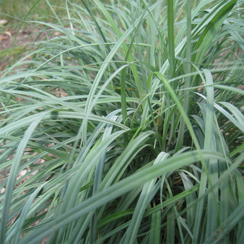 Carex flacca - Carice glauca (Fogliame)