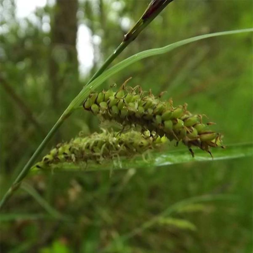 Carex flacca - Carice glauca (Fioritura)