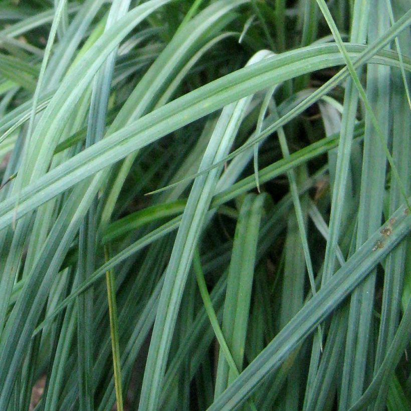 Carex flacca Blue Zinger - Carice glauca (Fogliame)