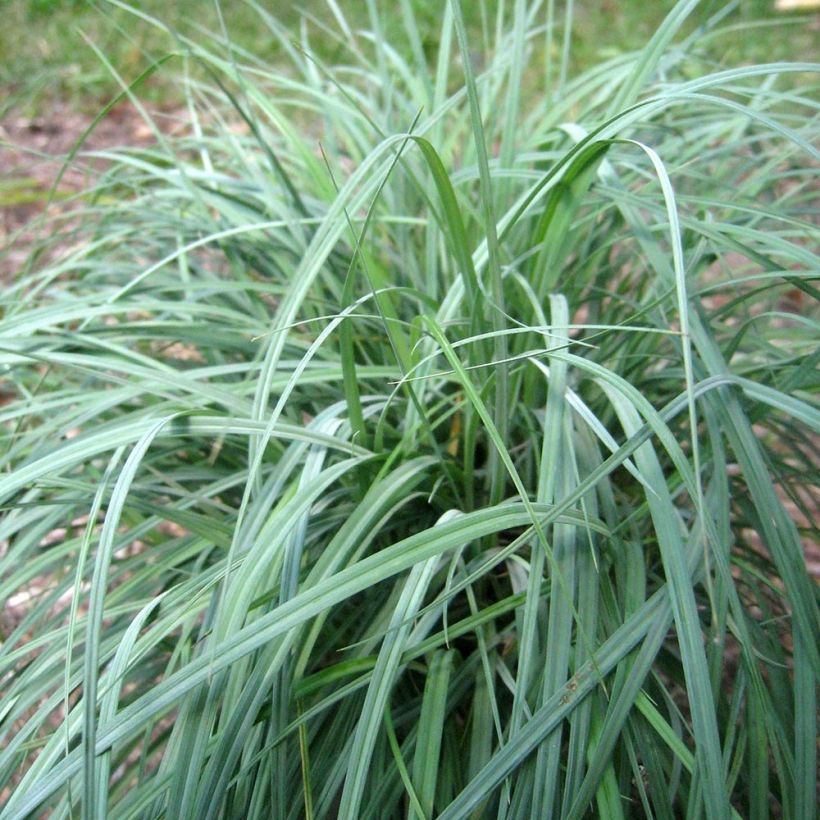 Carex flacca Blue Zinger - Carice glauca (Porto)