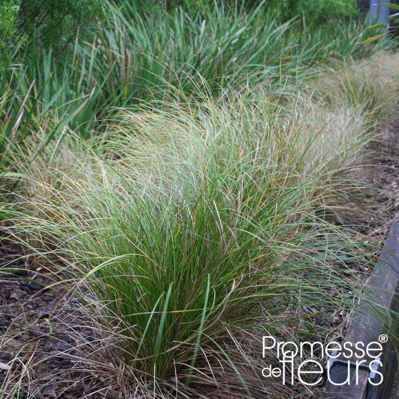 Carex flagellifera Kiwi (Porto)