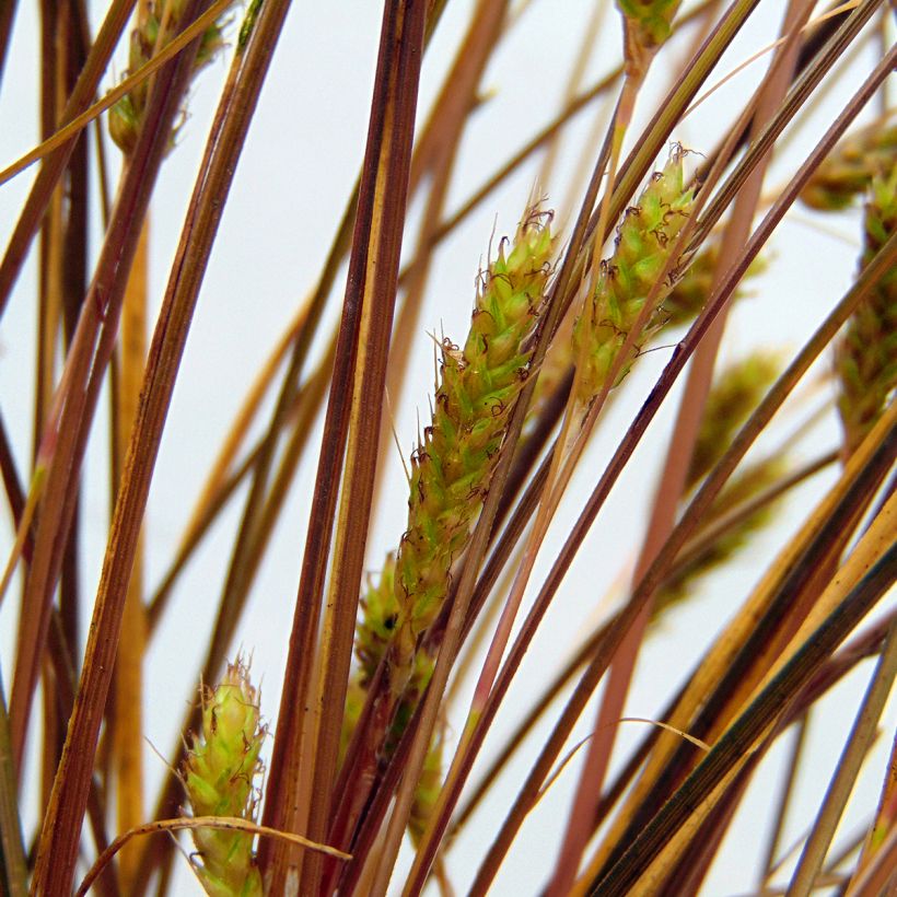 Carex flagellifera (Fioritura)