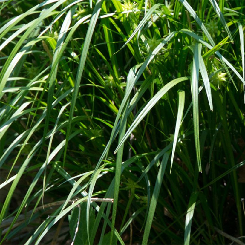 Carex grayi (Fogliame)