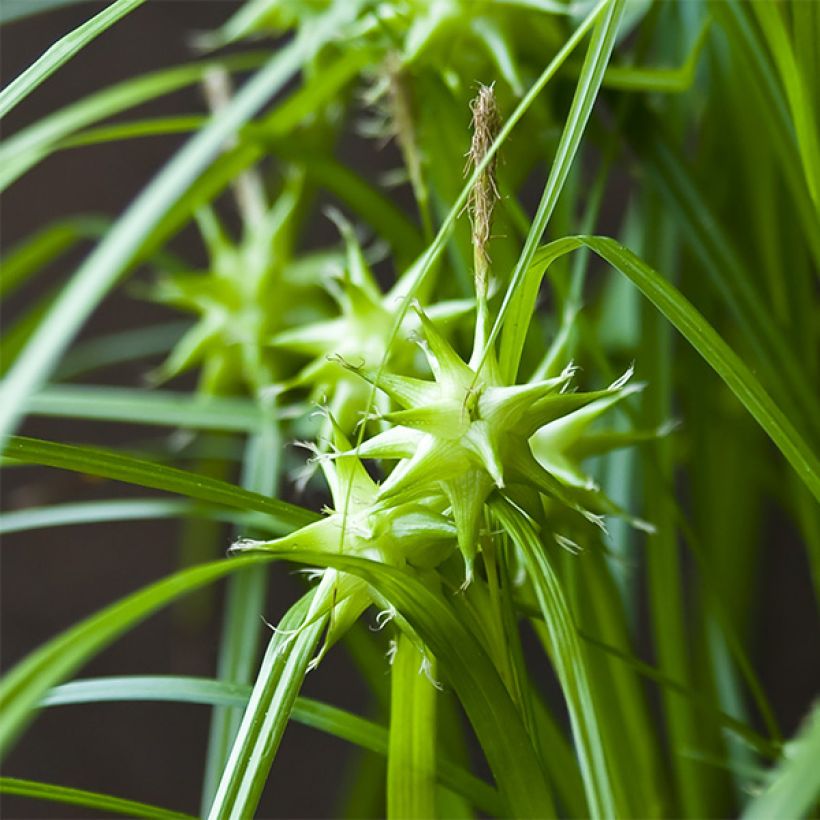 Carex grayi (Fioritura)