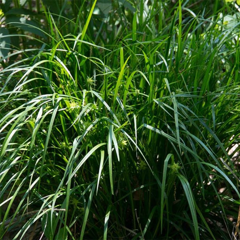 Carex grayi (Porto)