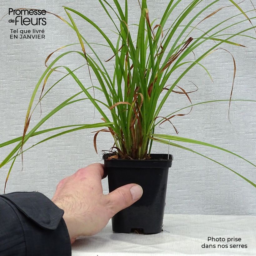 Carex grayi - Laîche massue godet de 8cm esemplare consegnato in inverno