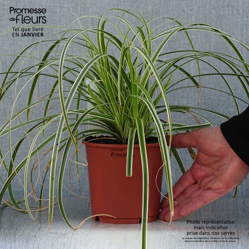 Carex hybride Feather Falls en pot de 1L/1.5L esemplare consegnato in inverno