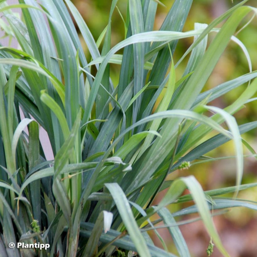 Carex laxiculmis Bunny Blue (Fogliame)