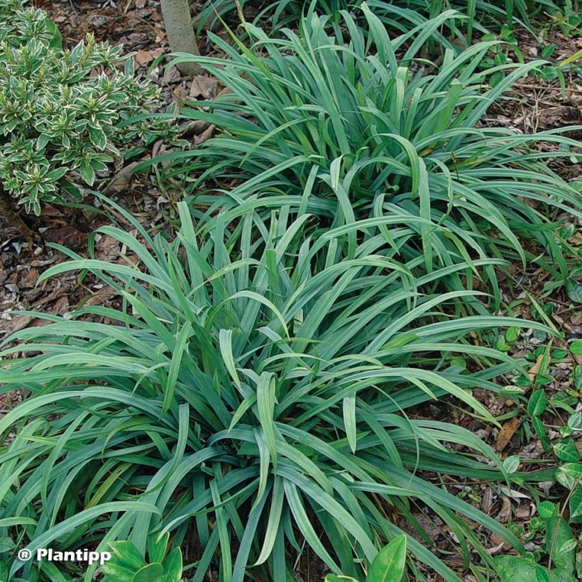 Carex laxiculmis Bunny Blue (Porto)