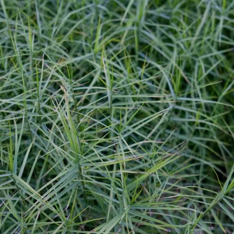 Carex muskingumensis Little Midge - Carice palma (Fogliame)