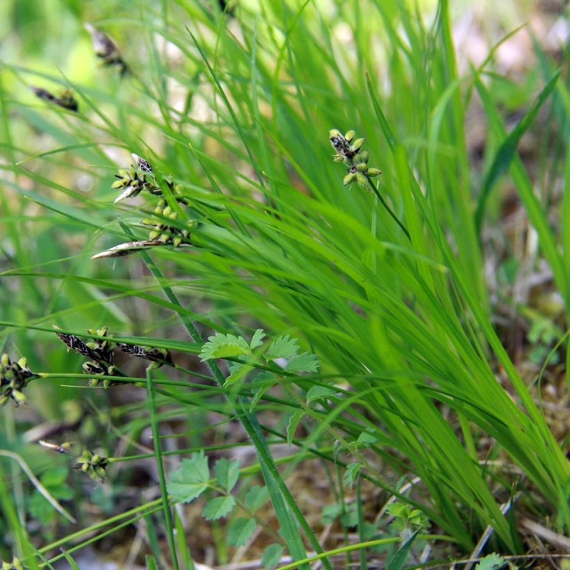 Carex montana - Carice montana (Fogliame)