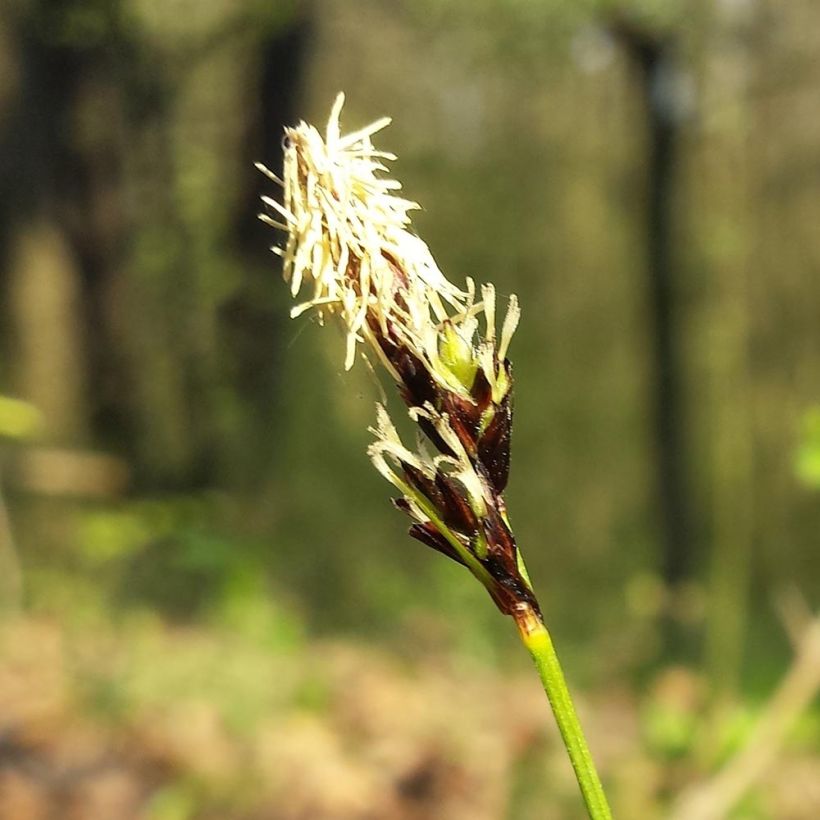 Carex montana - Carice montana (Fioritura)