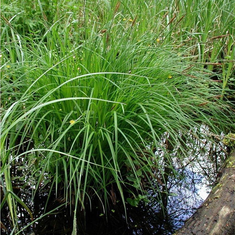 Carex montana - Carice montana (Porto)