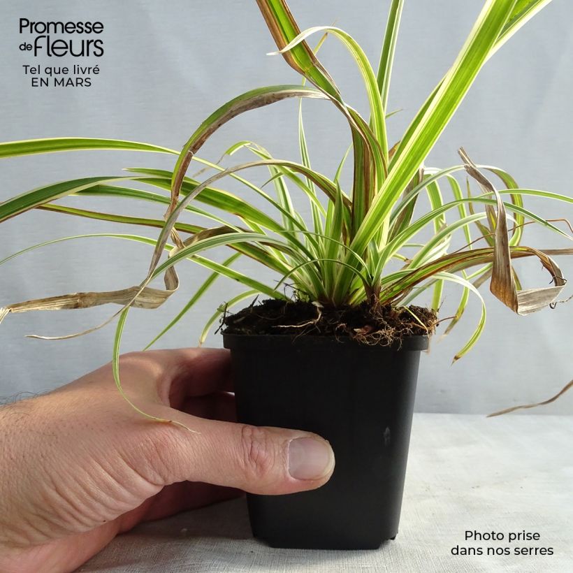 Carex morrowii Aureovariegata - Laîche du Japon Godet de 8/9 cm esemplare consegnato in inverno