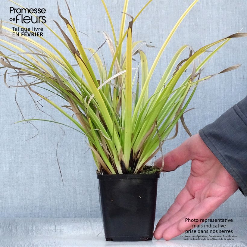 Carex morrowii Variegata - Laîche du Japon en godet de 9 cm esemplare consegnato in inverno