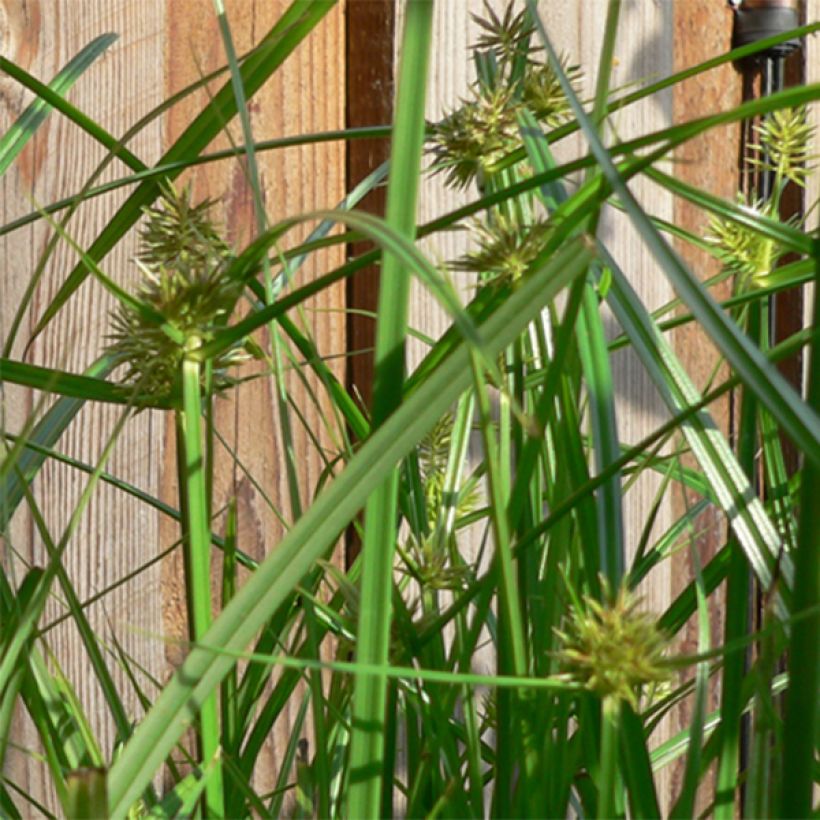 Carex muskingumensis - Carice palma (Fioritura)