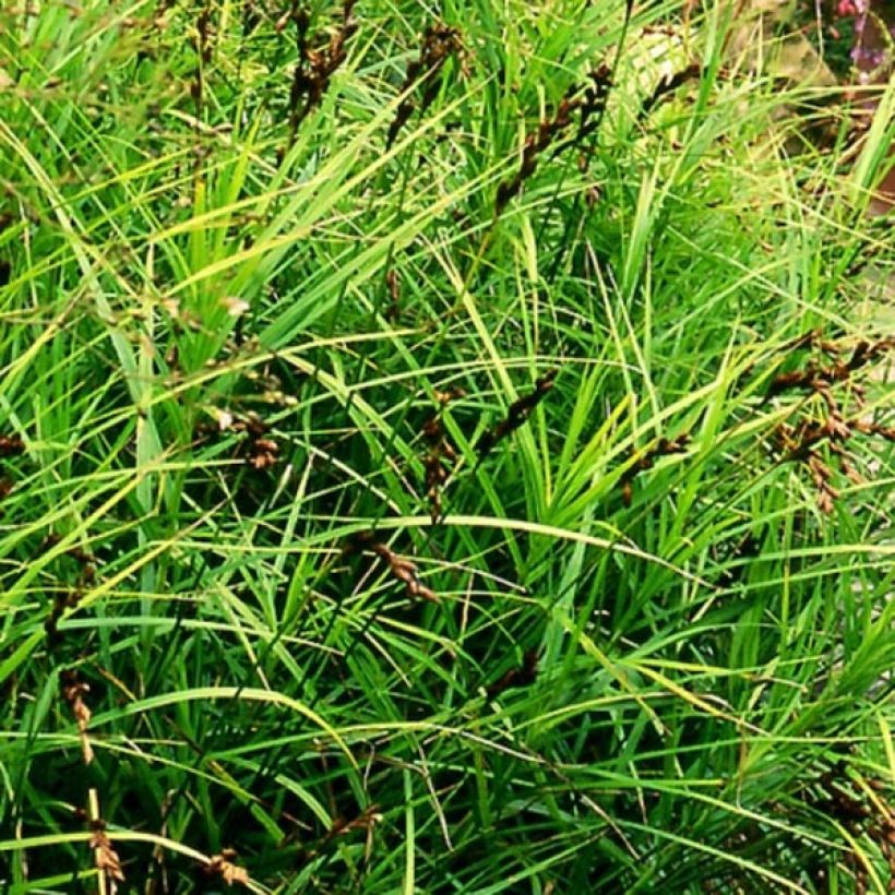 Carex muskingumensis - Carice palma (Porto)