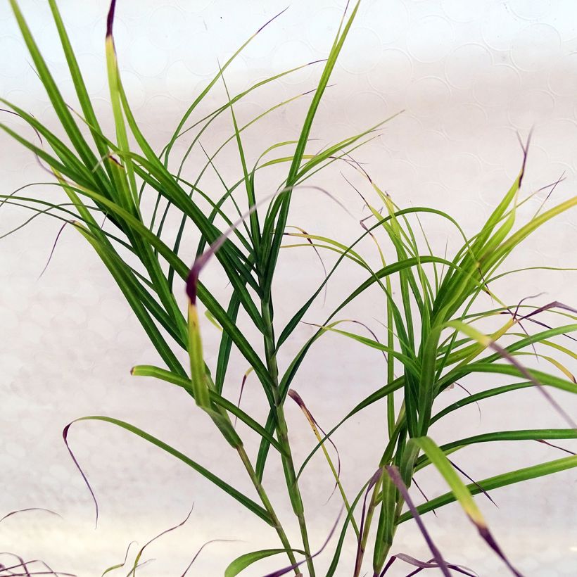 Carex muskingumensis - Carice palma (Fogliame)