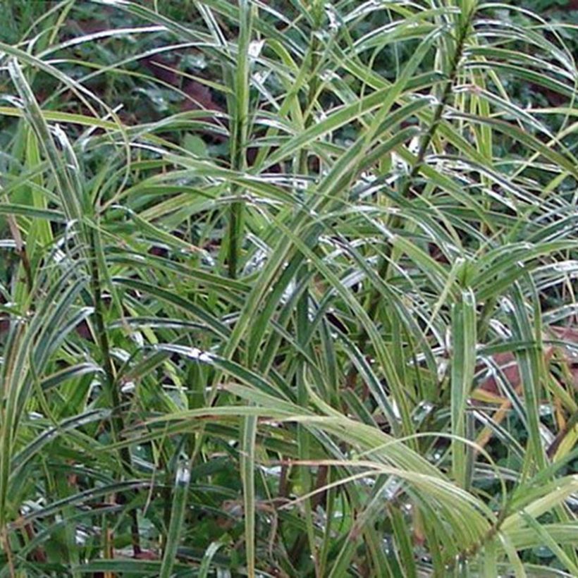 Carex muskingumensis Oehme - Carice palma (Fogliame)