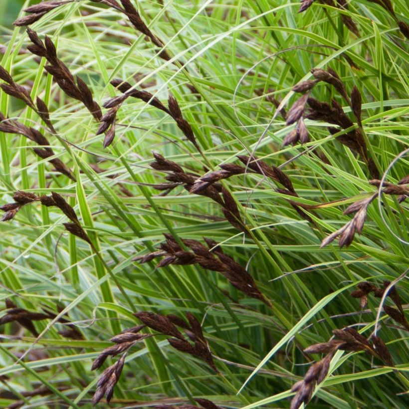 Carex muskingumensis Oehme - Carice palma (Fioritura)