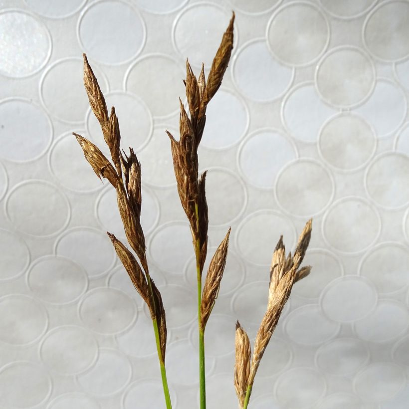 Carex muskingumensis Silberstreif - Carice palma (Fioritura)