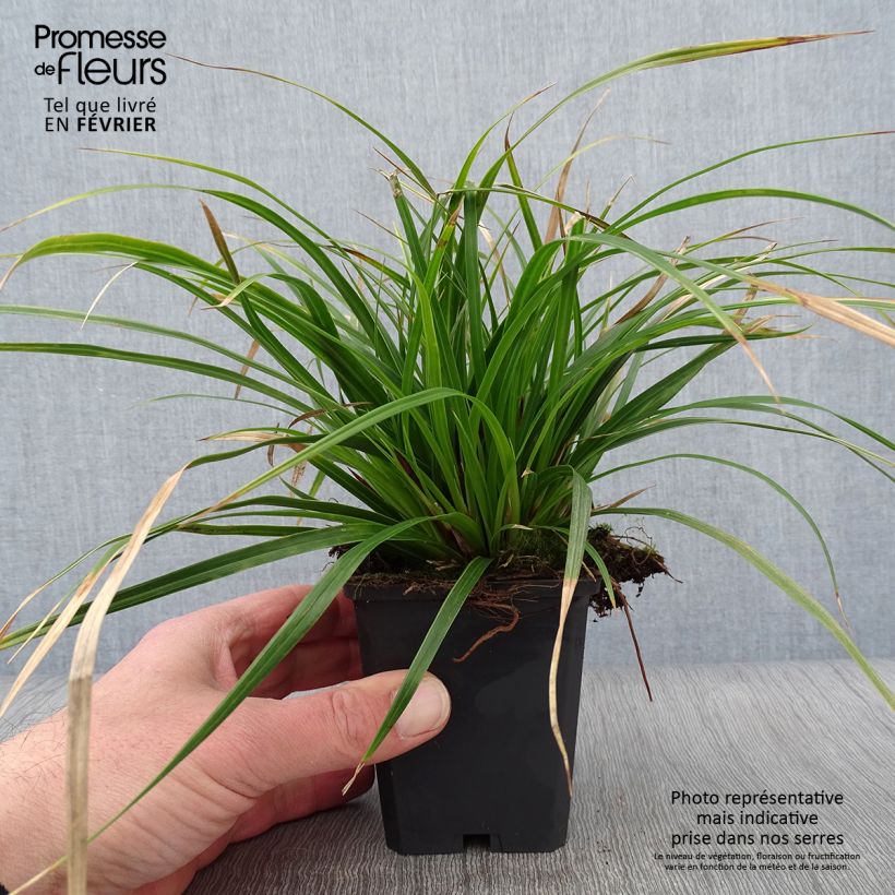 Carex muskingumensis Variegata - Laîche palmée Godet de 9cm esemplare consegnato in inverno