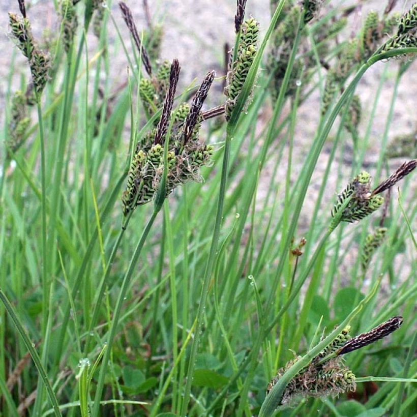 Carex nigra - Carice fosca (Fogliame)