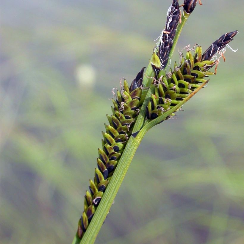 Carex nigra - Carice fosca (Fioritura)