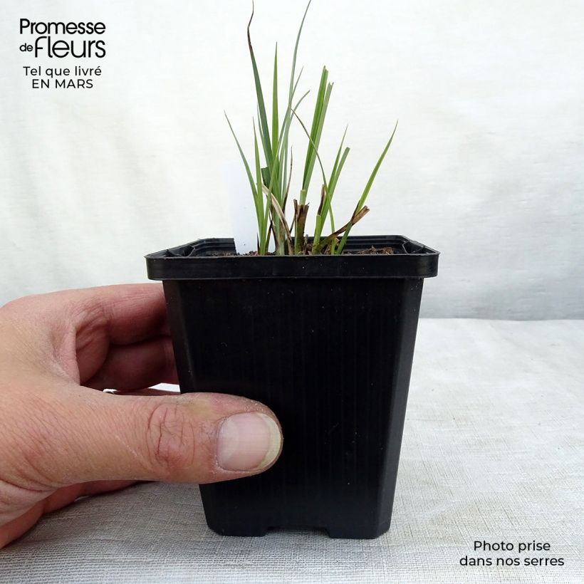 Carex nigra - Laîche noire Godet de 9cm esemplare consegnato in inverno