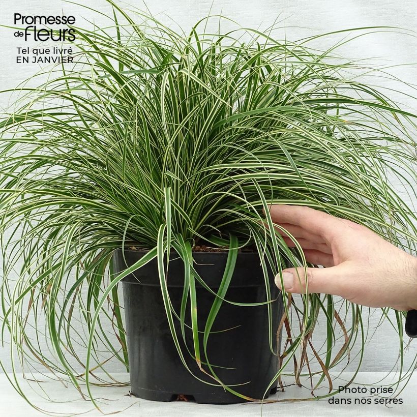 Carex oshimensis Evercream en pot de 2L/3L esemplare consegnato in inverno