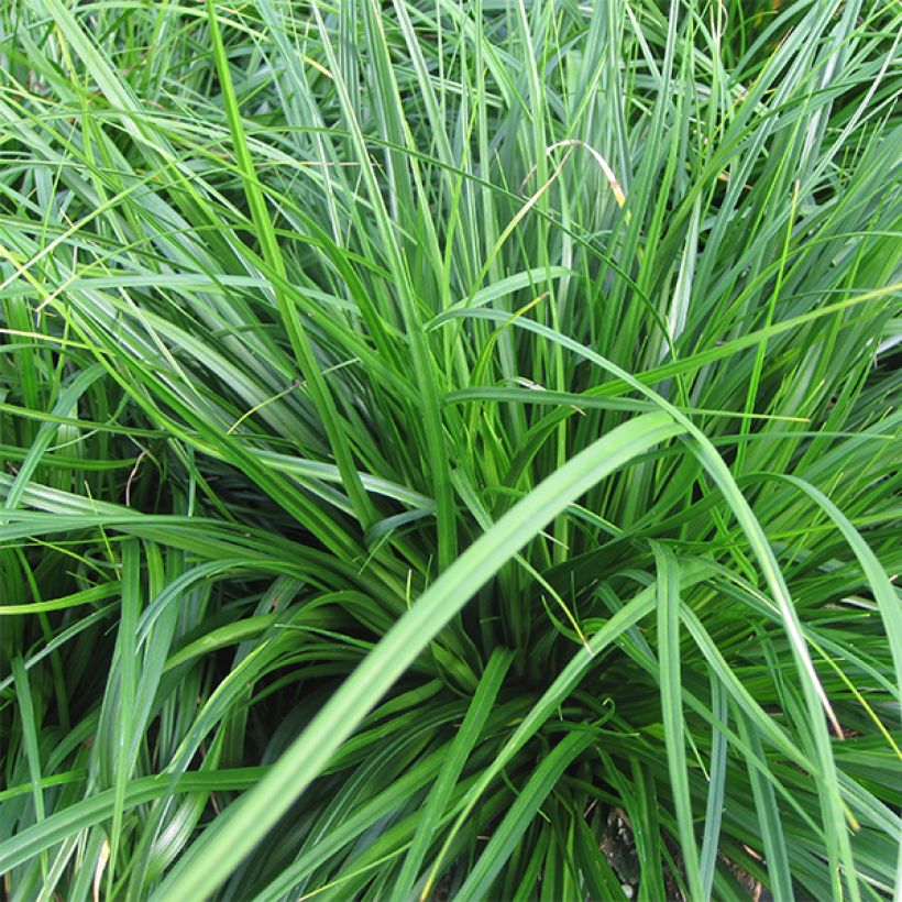 Carex oshimensis Evergreen - Carice giapponese (Fogliame)