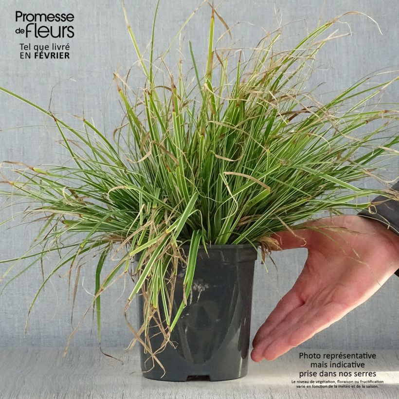 Carex oshimensis Everest - Laîche d'Oshima - Pot de 2L esemplare consegnato in inverno